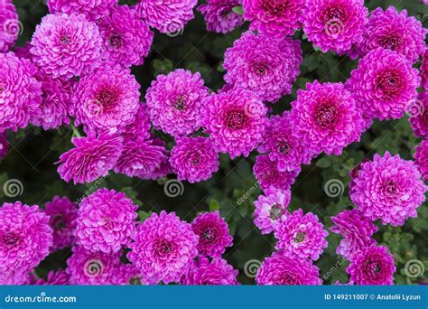 Flowering Garden Purple Chrysanthemums Abstract Background Stock Image