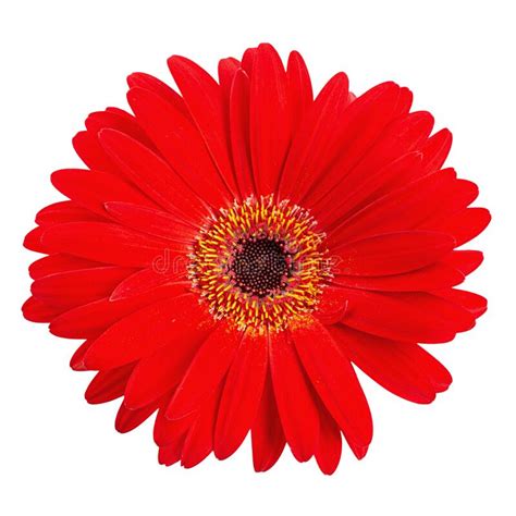 Red Gerbera Flower Isolated On White Background Stock Photo Image Of