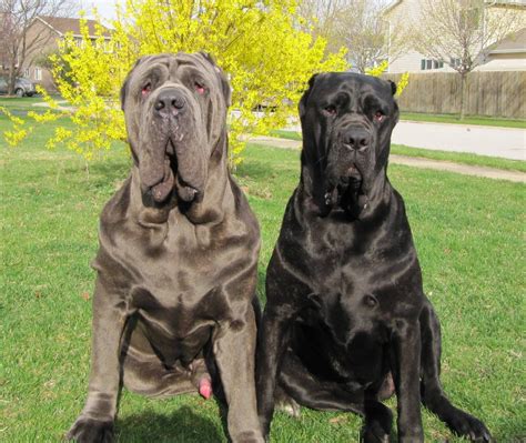 Two Neapolitan Mastiff Dogs Photo 犬の品種 マスチフ 珍しい犬種