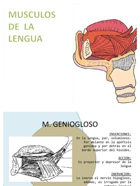 Musculos De La Lengua