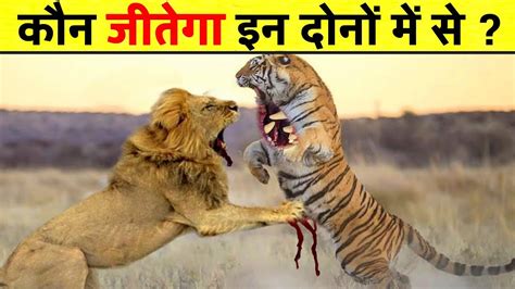 कौन जीतेगा इन दोनों में से Tiger Vs Lion Who Would Win Jungle Inside Youtube