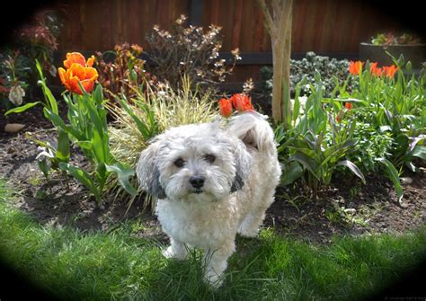 My dog has gained a lot of confidence around other dogs after daycare at the backyard pack. Pet-friendly Portland Landscaping Designs