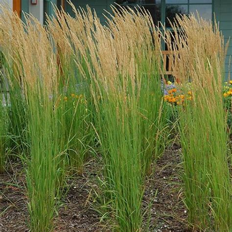 Feather Reed Grass Karl Foerster Grasses Plants And Flowers N