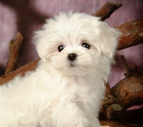 White Maltese Puppy Dogs Teacup Puppies Maltese Maltese Puppy