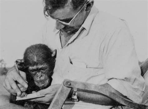 Can You Teach A Chimpanzee To Write Desmond Steve Bittinger Flickr