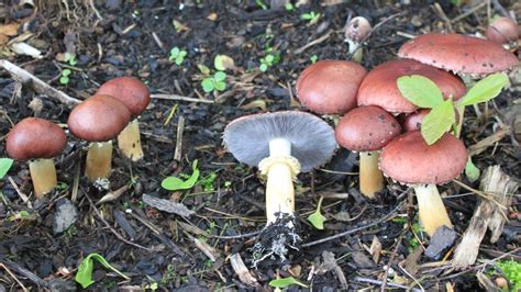 185 Stropharioid Mushrooms Fungus Fact Friday