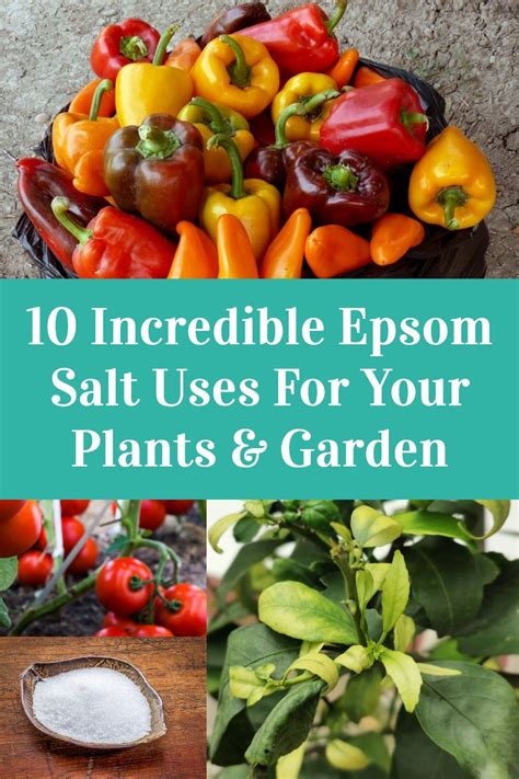 10 Incredible Epsom Salt Uses For Your Plants And Garden In 2020 Grow