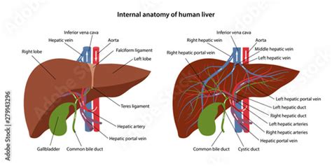 Fototapete Internal Anatomy Of Human Liver With Description Of The