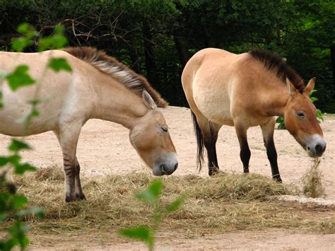 Helping the rare Przewalski horse return to the wild | Radio Prague ...