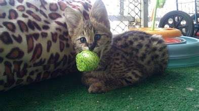 Beautiful brown spotted bengal kittens for sale. Serval and f1 savannah kittens FOR SALE ADOPTION from ...