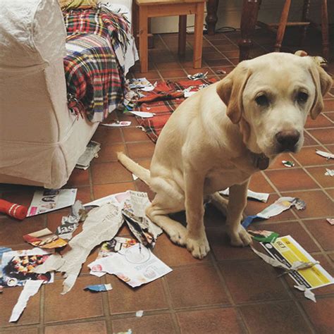 13 Funny Photos Of Guilty Dogs Who Know Theyre In Trouble Womans World