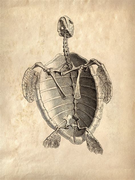 18x24 Vintage Animal Anatomy Sea Turlte Skeleton Poster
