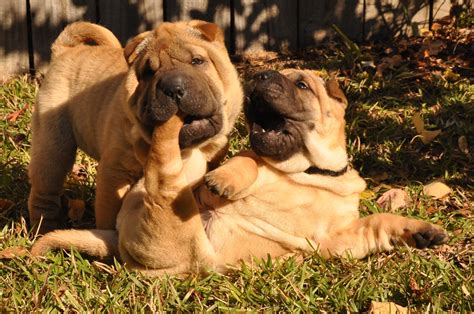 Toy shar pei wholesalers and. Shar pei puppies-too adorable! Our babies, Tebow and Brees ...