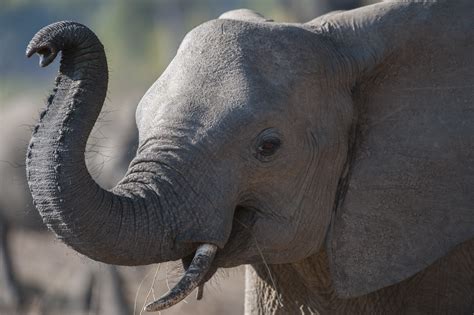 African Elephants Could Be Extinct Within 20 Years