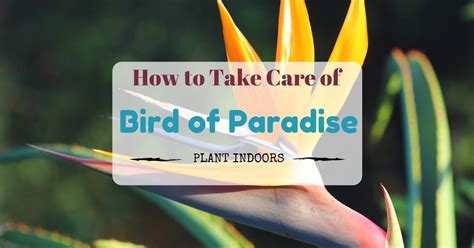 However, with proper care, your holiday poinsettia should continue to put out blooms, or in the least remain attractive for weeks after. How to Take Care Of a Bird Of Paradise Plant Indoors