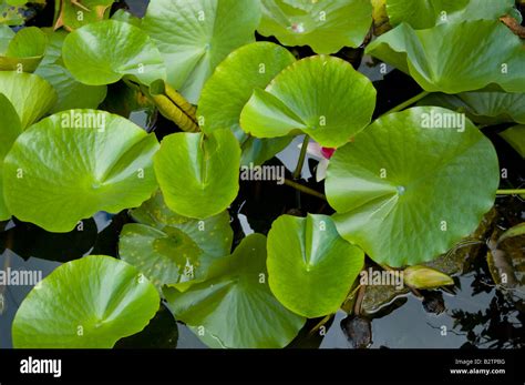 Lily Pads Hi Res Stock Photography And Images Alamy