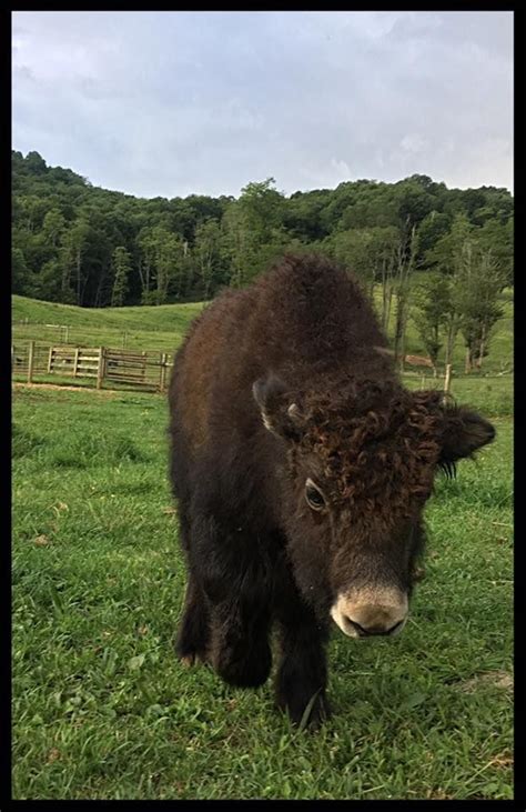 main image | Yak, Breeds, Sale