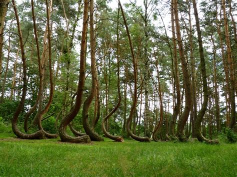 The Crooked Forest Poland Beautiful Places Best Places In The World