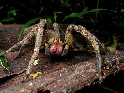 Brazilian Wandering Spider The Most Poisonous In The World