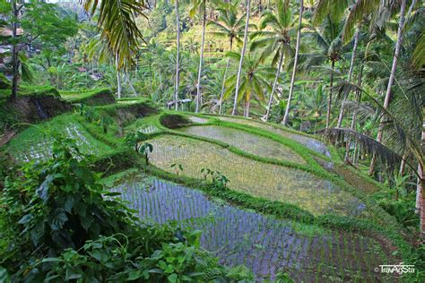 Tegalalang Rice Fields Ubud Bali Indonesia Travagsta