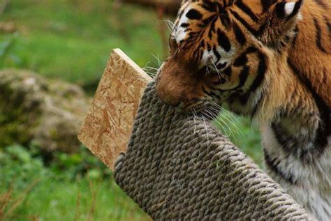 The new zoo in the city needs more big cats. Big cat enrichment