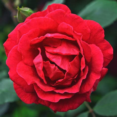 Floribunda Red Rose Live Plant Cluster Red Roses Ring Of Fire Large