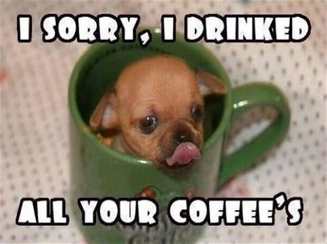Coffee Drinking Dogs Cute Chihuahua Chihuahua Puppies Cute Puppies