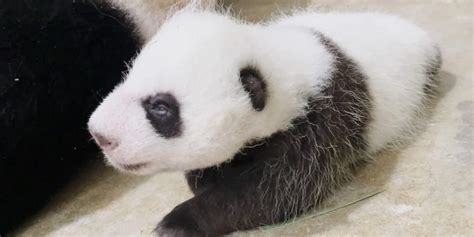 Spore Panda Cub Opens His Eyes 40 Days After Birth Weighs Almost 2kg Now