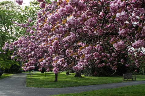 Cherry Blossom In Greenwich Park Enthusiastic Gardener