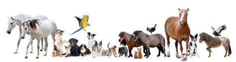 Group Of Domestic Animals Stock Photo Download Image Now Istock