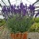 Buy Large English Lavender Lavender Angustifolia Hidcote Litre