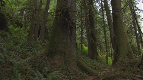 Best Place To Find Bigfoot Is Olympic National Park