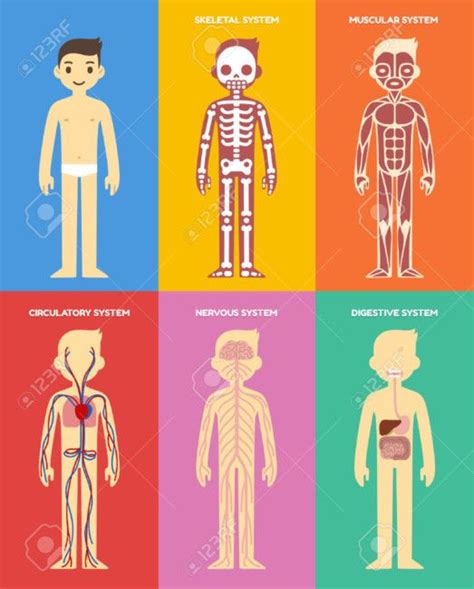 10 Dibujos De Los Sistemas Del Cuerpo Humano Para Niños