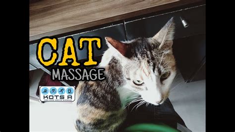 cat massage youtube
