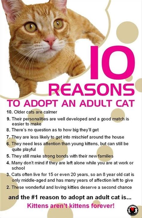 Old cats are perfect companions for families with children and senior citizenz and they will endlessly love you. Thinking of adopting a cat? Helping a friend adopt? These ...