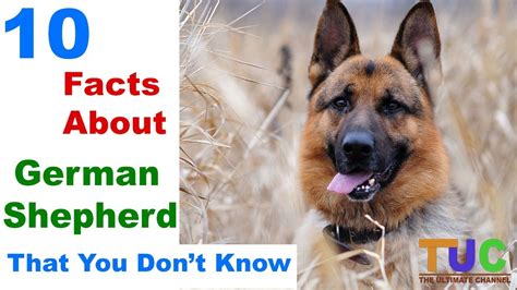 10 German Shepherd Facts That You Dont Know In Hindi Dogs In Hindi