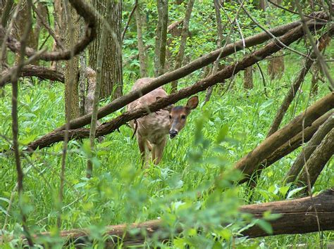 1222 s scenic ave, springfield (mo), 65802, united states. Spring deer | Springfield, MO Nature Center | Steve Smith ...