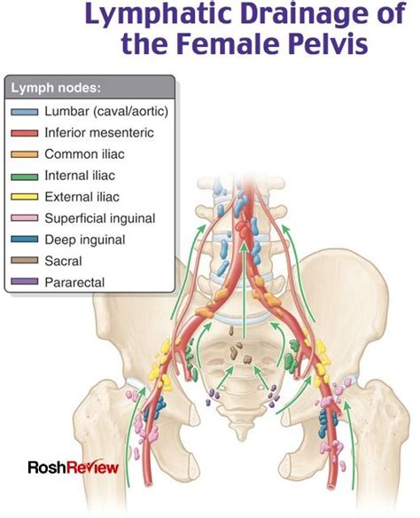 Lymphatic Drainage Of The Female Pelvis Lymphatic Drainage Science