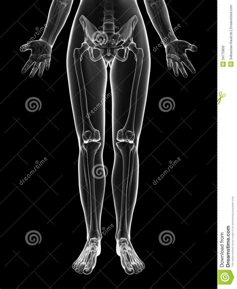 Esqueleto Femenino Transparente Huesos De La Pierna Stock De