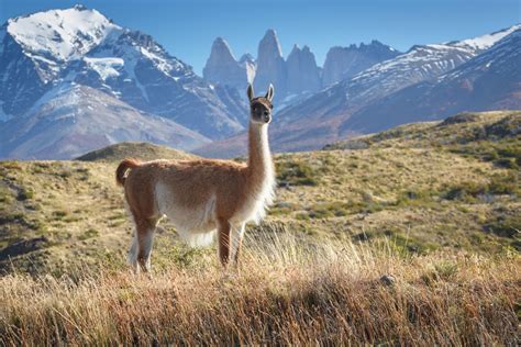 Guanaco In National Park Torres Del Paine Patagonia Chile Oag
