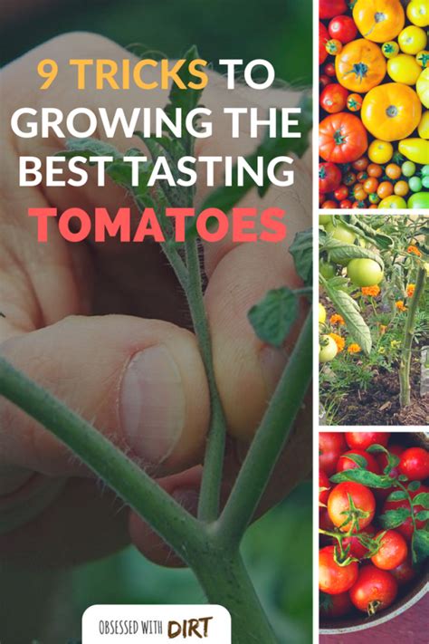 Do These 9 Things To Grow The Best Tomatoes Ever Gardeners Magazine
