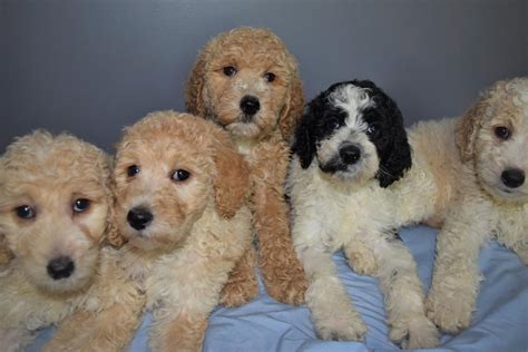 Poodles are among the most intelligent dogs you can own. Standard Poodle Puppies For Sale | Lansing, MI #307968