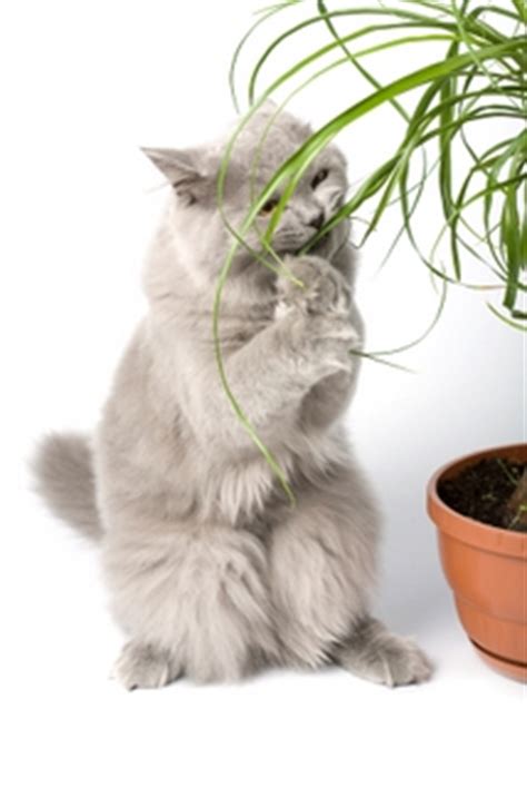 However, there has been recent evidence that essential oils can be toxic to. Harmful Plants To Cats And Dogs