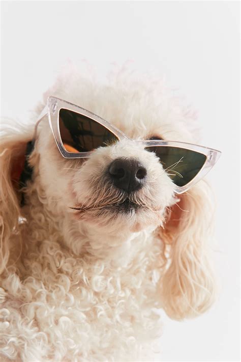Clout Goggles For Dogs