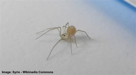 Types Of White Spiders With Pictures Identification Guide