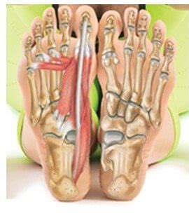 Muscle isn't the only thing you're impacting. Foot Anatomy Tendons / Border Podiatry Centre | The ...