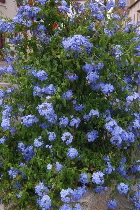 Leaves are thin in texture and green. Plumbago Capensis