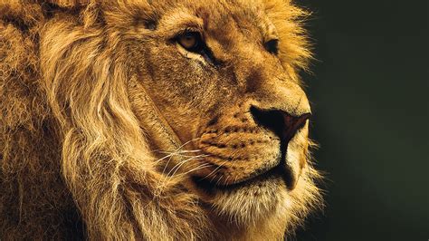 Mu49 National Geographic Nature Animal Lion Yellow Wallpaper