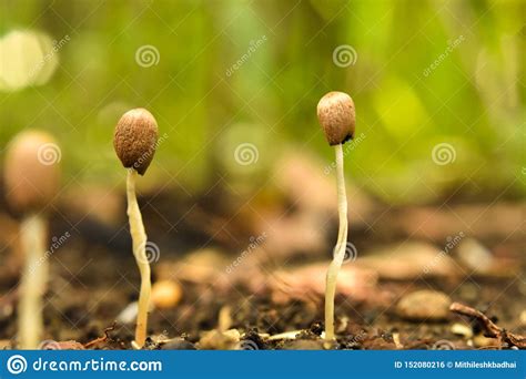 The Fungus On The Food Contains Bacteria And Germs Stock Photo