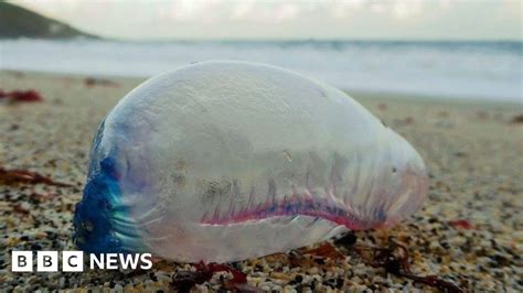 Portuguese Man Of War The Things You Wanted To Know Bbc News